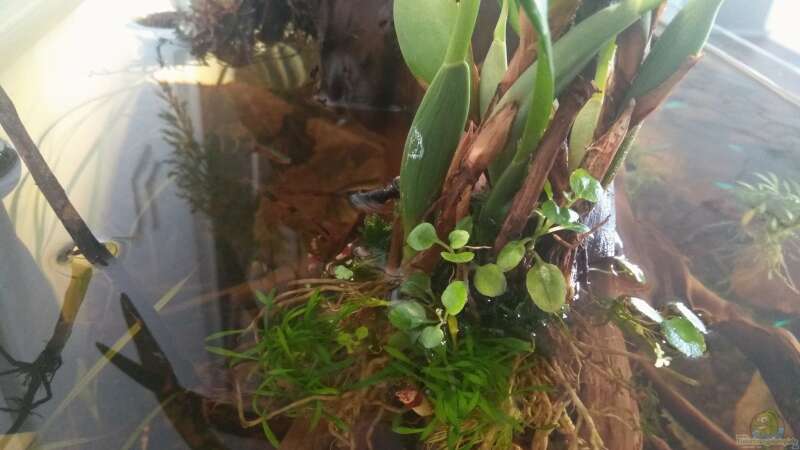 Pflanzen im Aquarium kleines Schwarzwasser von CzudemP (2)