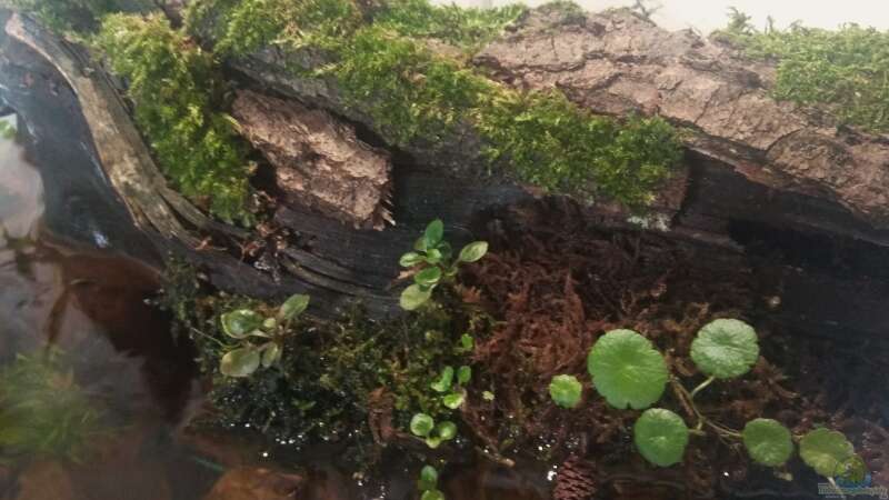 Pflanzen im Aquarium kleines Schwarzwasser von CzudemP (3)