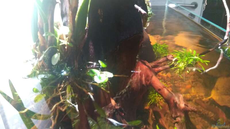 Pflanzen im Aquarium kleines Schwarzwasser von CzudemP (5)