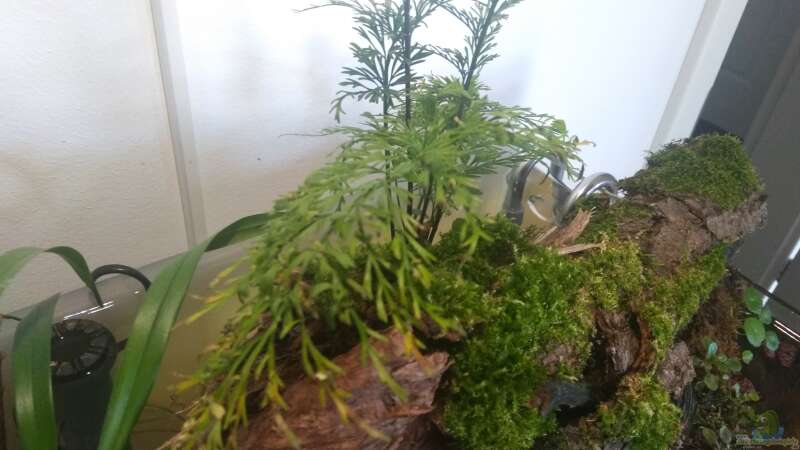 Pflanzen im Aquarium kleines Schwarzwasser von CzudemP (8)