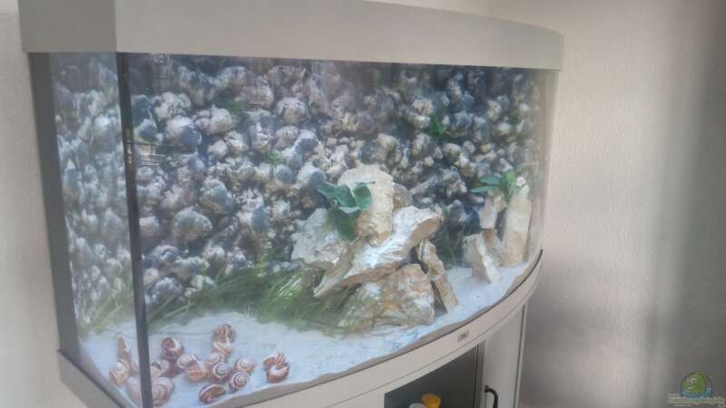 Schneckenhäuser im Aquarium von Wilhelm94 (12)