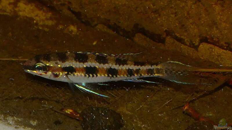Dicrossus-Männchen von Goldfisch (18)