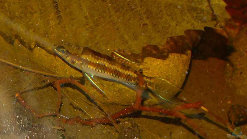 Dicrossus-Männchen von Goldfisch (19)