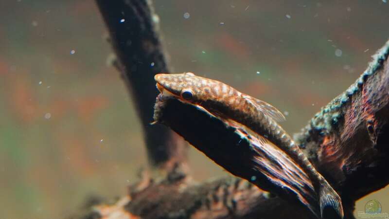 Oxyropsis carinata im Aquarium halten (Einrichtungsbeispiele für Kiel-Harnischwelse)