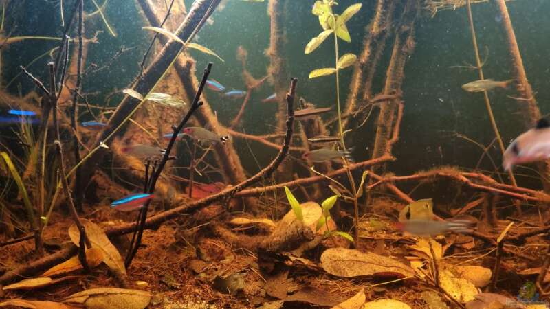 Besatz im Aquarium Igarapé do Daracua Flooded Forest Rio Negro von Rainooo (46)