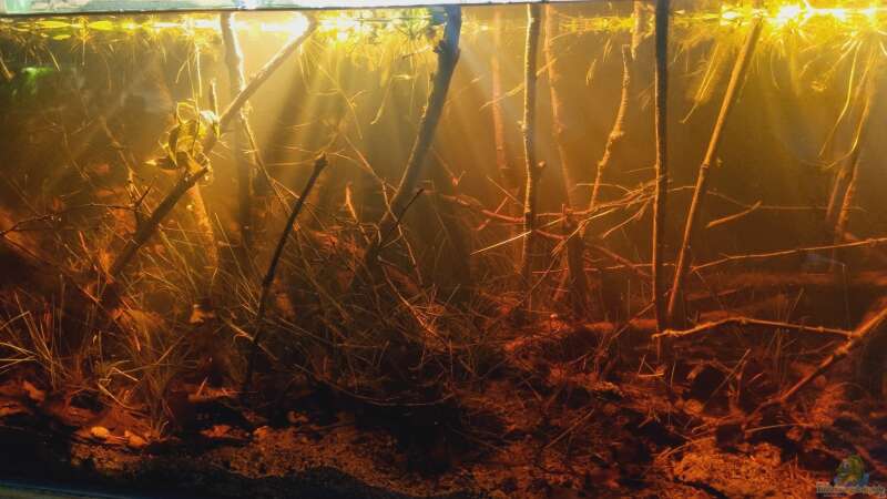 Dekoration im Aquarium Igarapé do Daracua Flooded Forest Rio Negro von Rainooo (30)