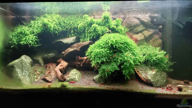 Aquarium Hauptansicht von Bloody Mary die 2.  5 Wochen später von Oliver Brehme (1)