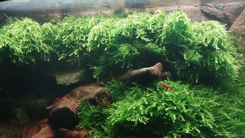 Pflanzen im Aquarium Bloody Mary die 2. von Oliver Brehme (2)
