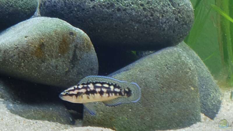 Besatz im Aquarium Tanganjika Biotop von Matt Bros (16)
