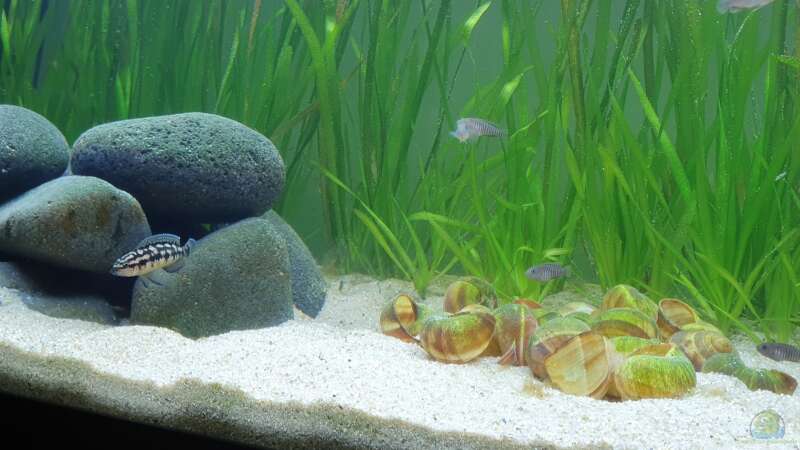 Besatz im Aquarium Tanganjika Biotop von Matt Bros (26)