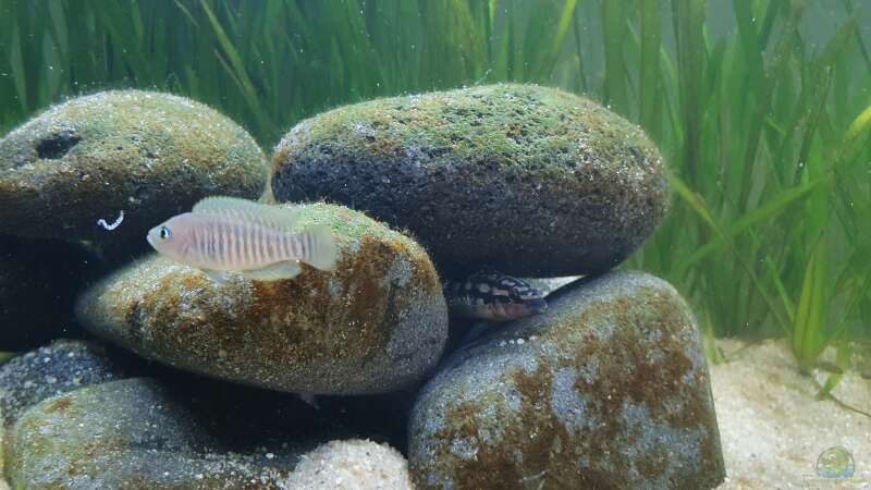 Besatz im Aquarium Tanganjika Biotop von Matt Bros (27)