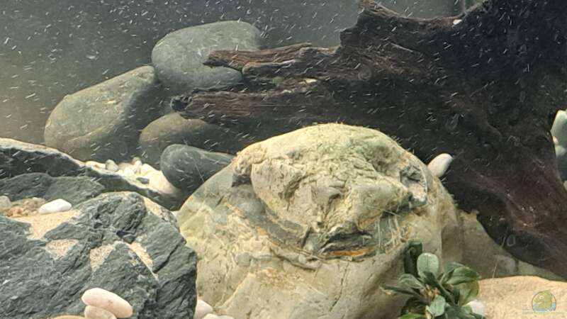 Aquarium Kinabalu Hillstream Loaches von okefenokee (5)
