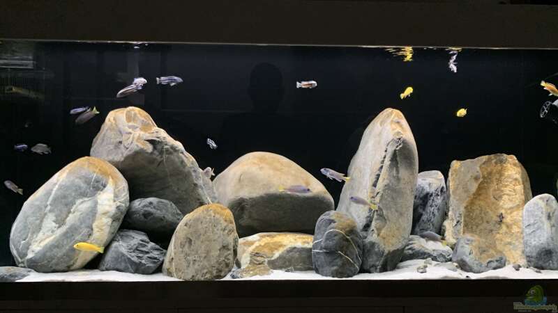 Aquarium Hauptansicht von 1st Mbuna Tank