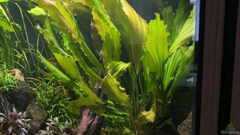 Pflanzen im Aquarium 875 Liter Südamerika-Gesellschaft von Baron Zelle (12)