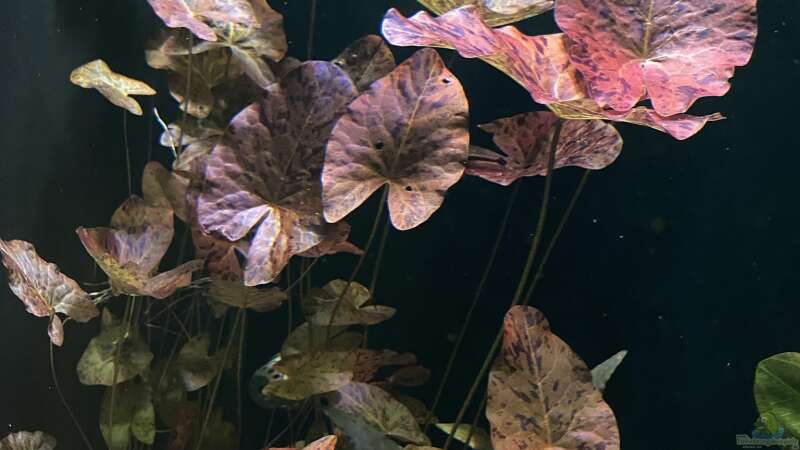 Pflanzen im Aquarium 875 Liter Südamerika-Gesellschaft von Baron Zelle (9)