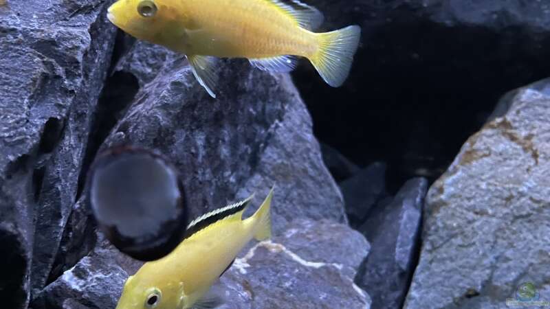 Eine Gruppe Labidochromis Yellow von Stephan Senger (11)