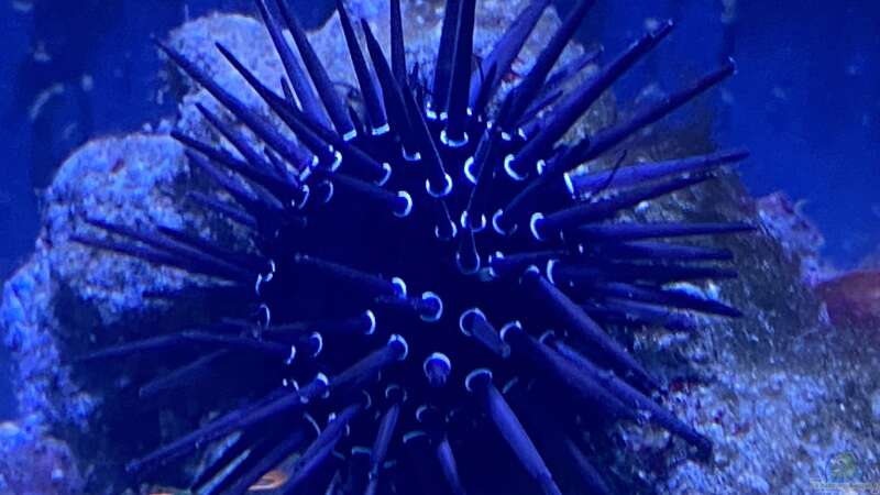 Besatz im Aquarium Unreal • Fancy • Magic von Tim1979 (42)