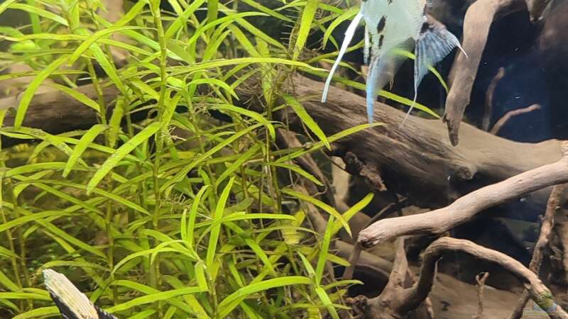 Aquarium Amazonas Hoffnung von Laskaa (2)