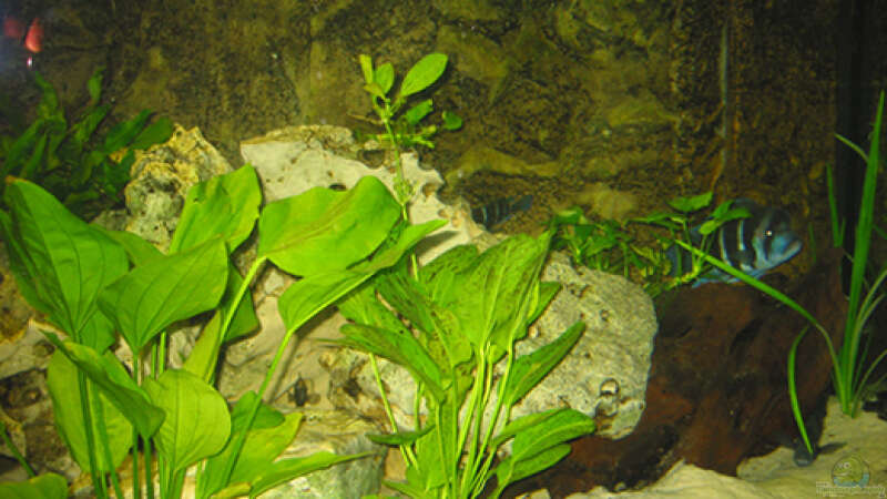 Pflanzen im Aquarium Becken 449 von Andreas Pape (2)