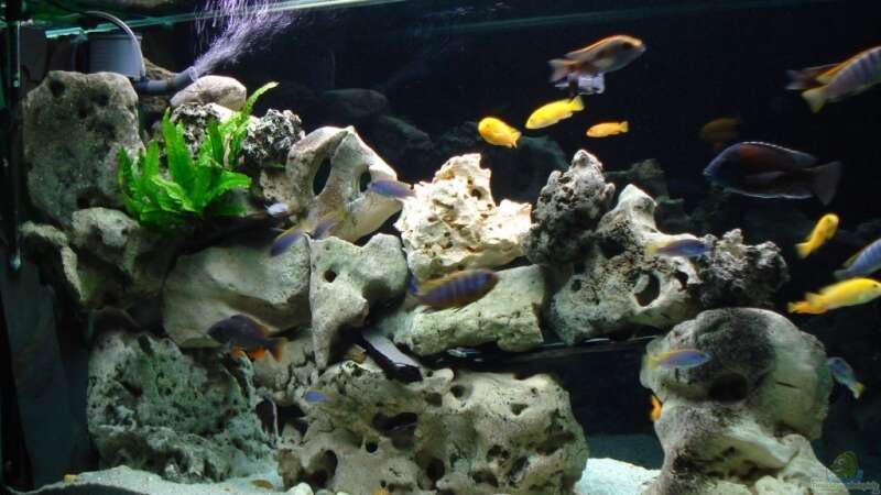 Aquarium Hauptansicht von Becken 4511