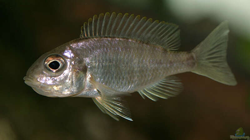 maulbrütendes Aulonocara maylandi maylandi-Weibchen - die Jungfische sind winzig von Andreas Werth (16)