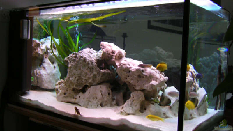 Aquarium Becken 460 von Sascha Bill (5)
