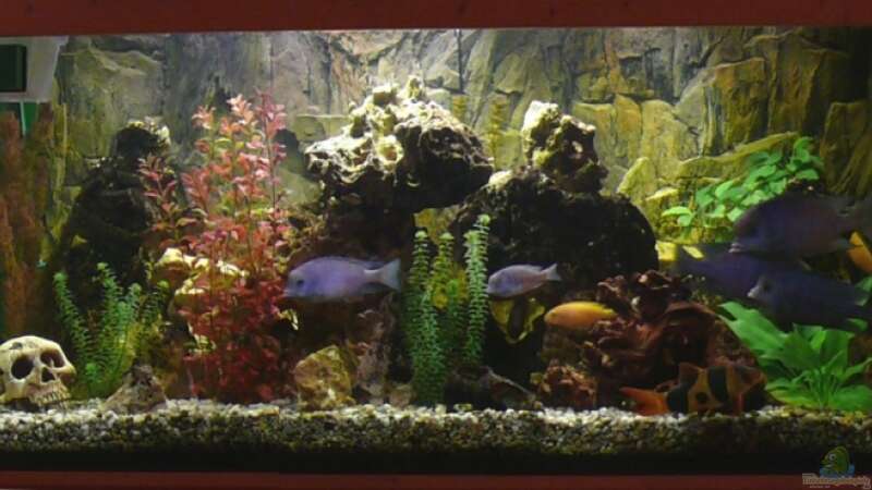 Aquarium Hauptansicht von Becken 4603