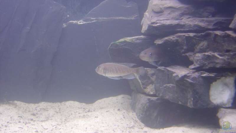 Aquarien für Triglachromis otostigma (Tanganjika Knurrhahn)