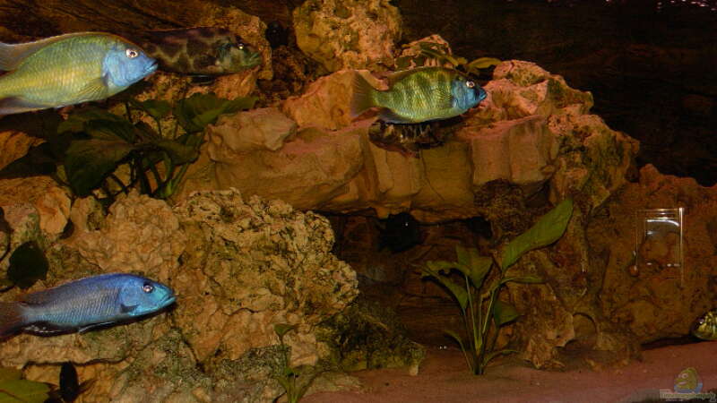 Aquarium Malawibecken von mr.boomBASCHTIc (2)