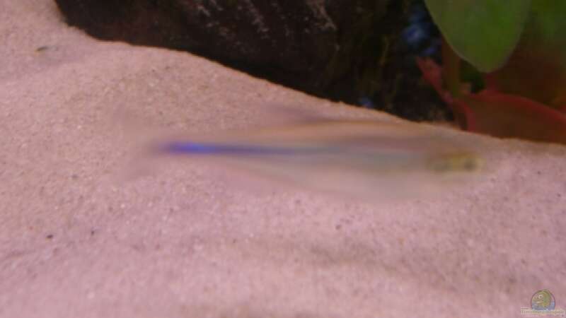Aquarien mit Boehlkea fredcochui (Blauer Perusalmler)  - Boehlkea-fredcochuiaquarium
