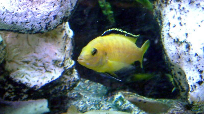 Labidochromis caer. yellow Männchen von Krebstante4373 (3)