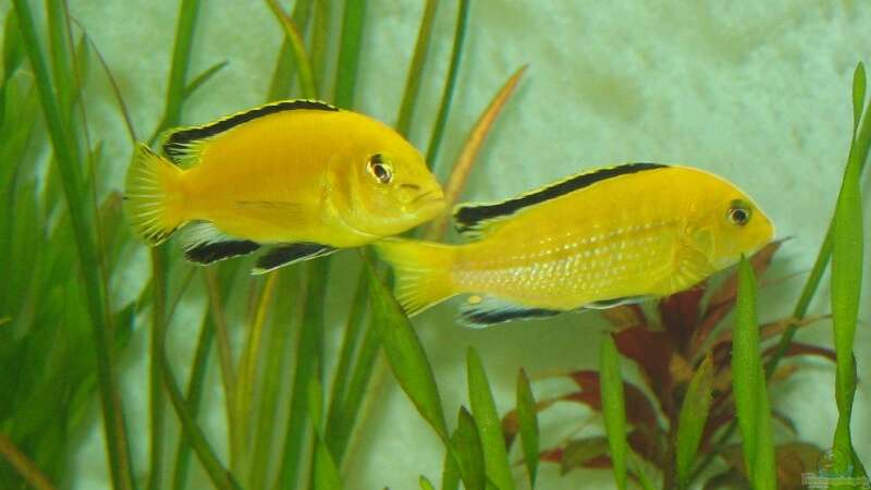 Labidochromis caeruleus ´ Yellow ´ von Vuletic Dejan (10)
