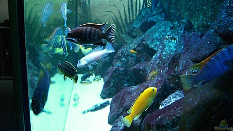Aquarium Becken 4815 von Christian Dornieden (10)
