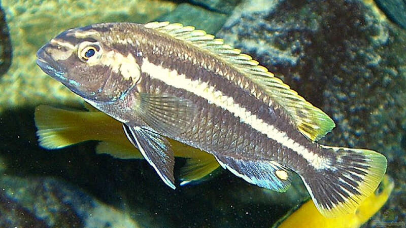 Melanochromis ´Auratus´ Männchen von Christian Dornieden (41)
