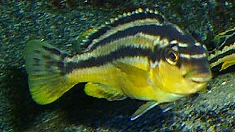 Melanochromis ´Auratus´ Weibchen von Christian Dornieden (37)