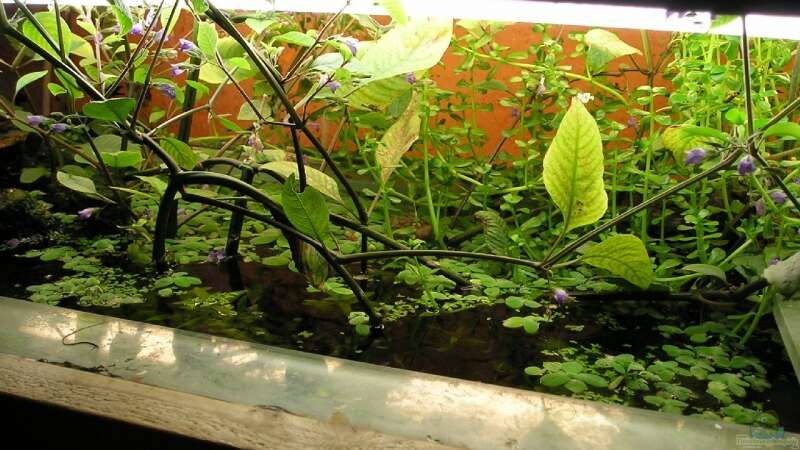 Pflanzen im Aquarium Becken 4819 von Nico Nowotny (6)