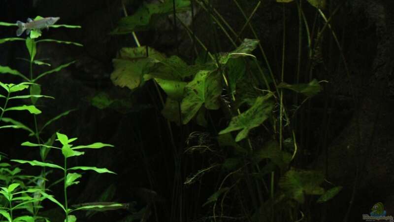 Pflanzen im Aquarium Becken 4833 von JoSchi (5)