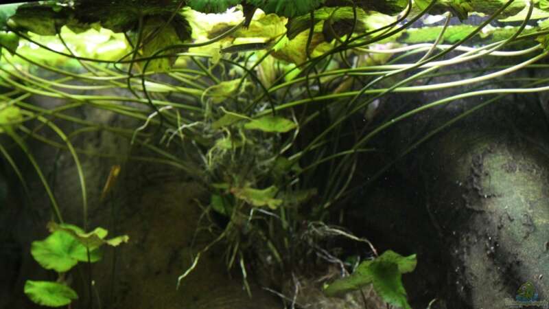 Pflanzen im Aquarium Becken 4833 von JoSchi (6)