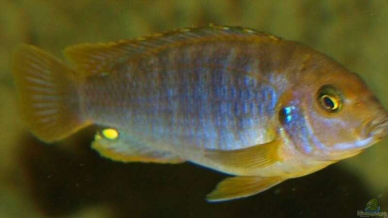 Labidochromis hongi (red Top kimpuma) von JOHN (37)