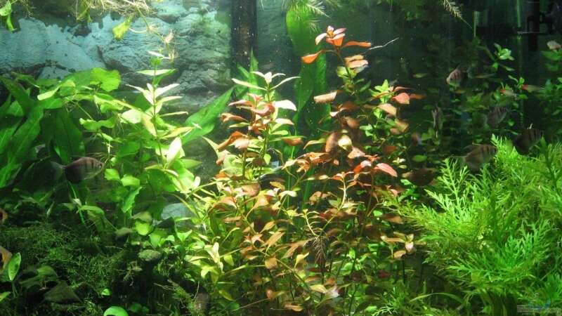 Pflanzen im Aquarium Becken 4891 von Inge Zuber (5)