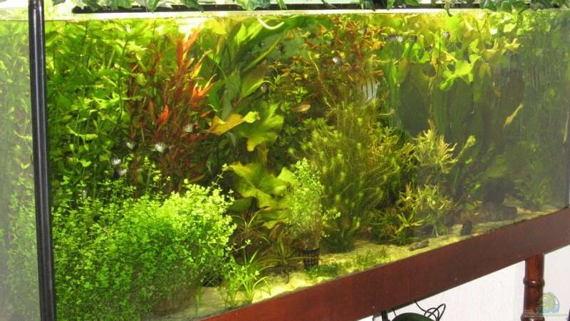 Pflanzen im Aquarium Becken 4891 von Inge Zuber (6)