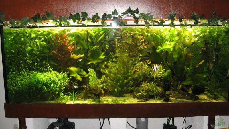 Pflanzen im Aquarium Becken 4891 von Inge Zuber (7)