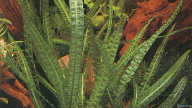 Pflanzen im Aquarium Becken 490 von Martin Botjan (8)