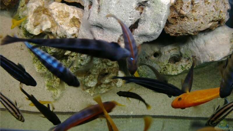 Besatz im Aquarium Becken 4916 von Olli% (15)
