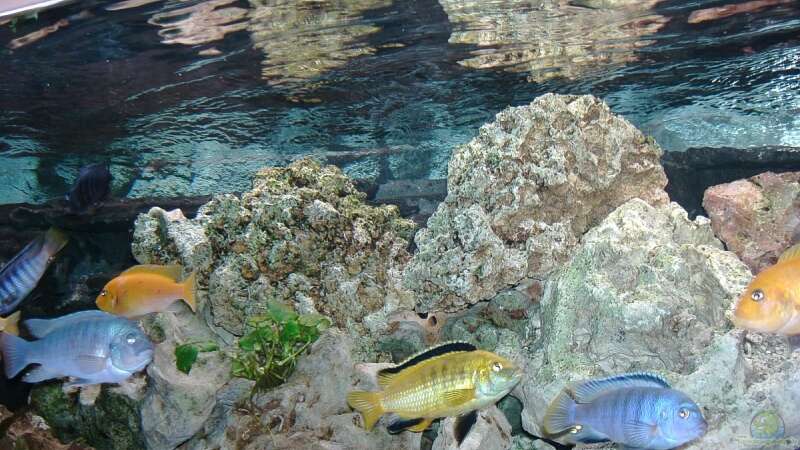Dekoration im Aquarium Becken 4916 von Olli% (9)