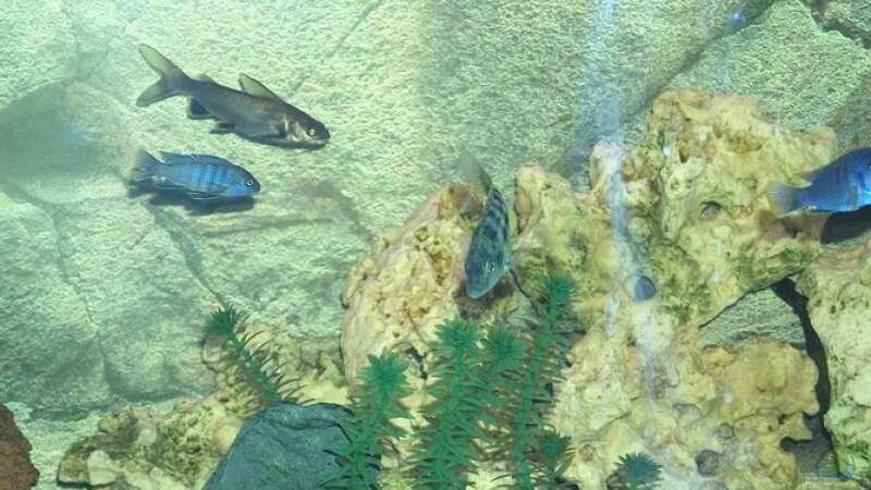 Besatz im Aquarium Becken 493 von Manuel und Horst Greul (12)