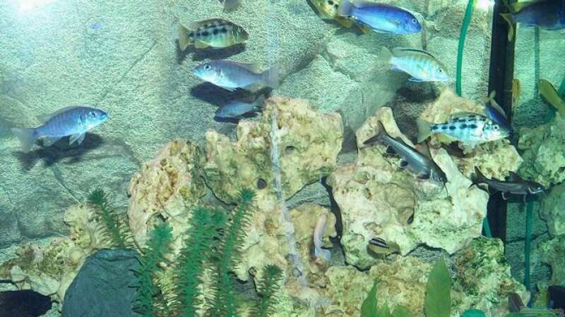 Besatz im Aquarium Becken 493 von Manuel und Horst Greul (6)