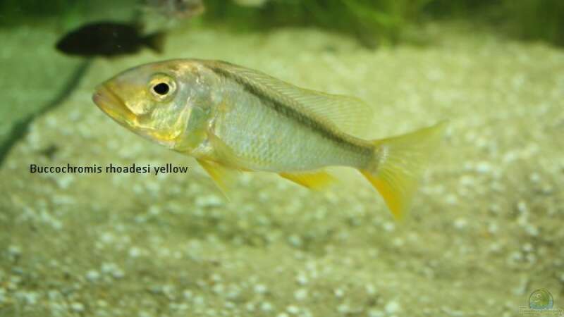 Buccochromis rhoadesii yellow von Michael Brunner (9)