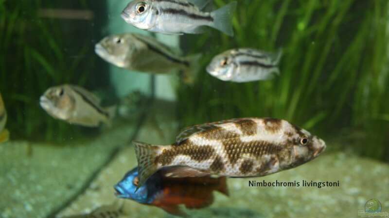 Nimbochromis livingstonii, Protomelas taeniolatus boadzulu, Aristochromis christyi von Michael Brunner (12)