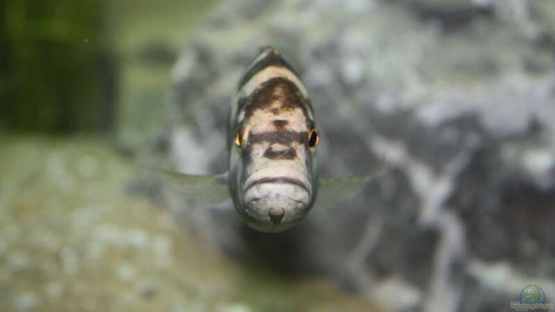 Nimbochromis livingstonii von Michael Brunner (14)